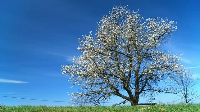 高清娃娃：樱花树樱花树草地延时蓝天樱花树