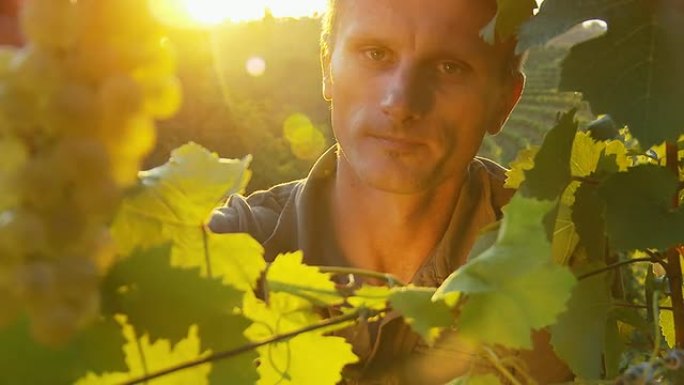 HD：葡萄酒种植者在葡萄园品尝葡萄