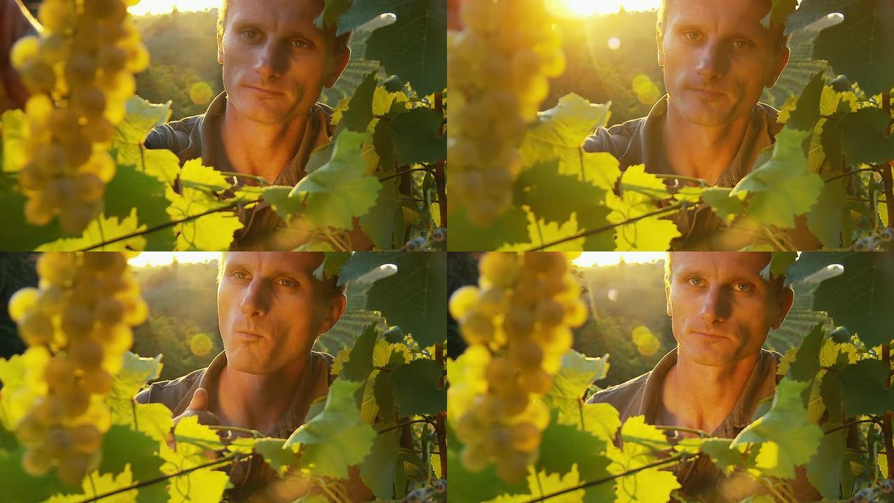 HD：葡萄酒种植者在葡萄园品尝葡萄