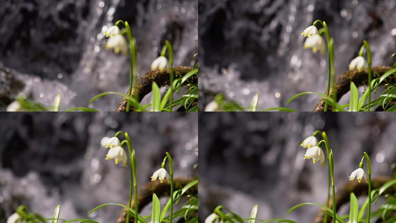 河旁的雪花莲森林海氧吧瀑布溪流水