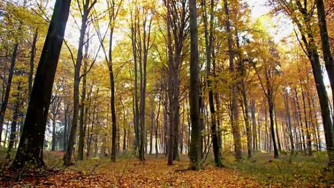 秋天的树木在森林里