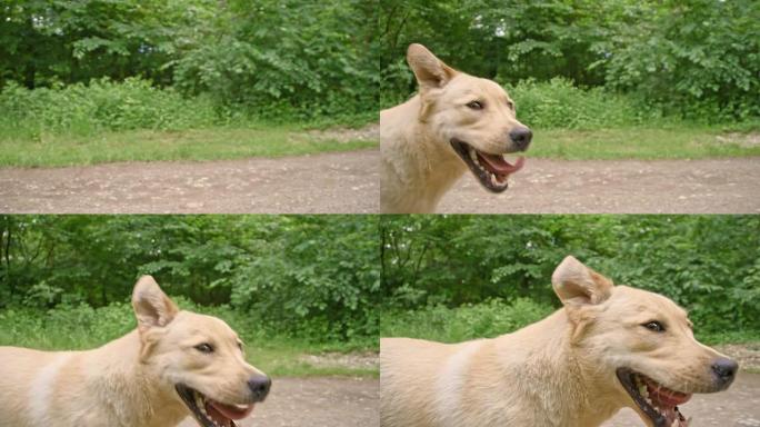 在土路上奔跑的SLO MO可爱猎犬