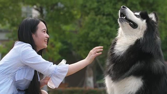 快乐的年轻亚洲妇女在户外给狗阿拉斯加雪橇犬喂水，4k