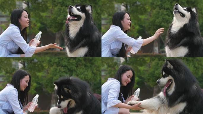 快乐的年轻亚洲妇女在户外给狗阿拉斯加雪橇犬喂水，4k