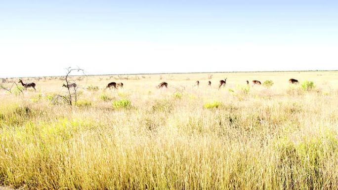 WS羚羊在大草原中觅食
