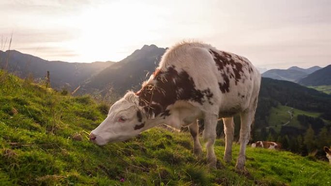 在高山景观中放牧高山景观中放牧奶牛
