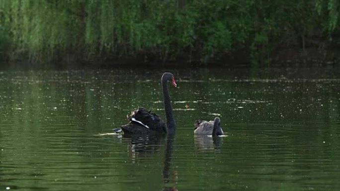 两只黑天鹅在池塘里慢动作游泳