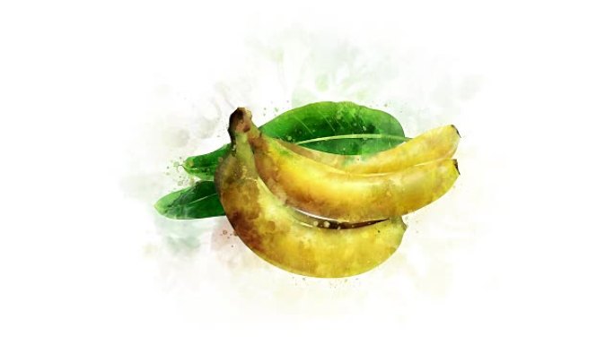 香蕉插图外观