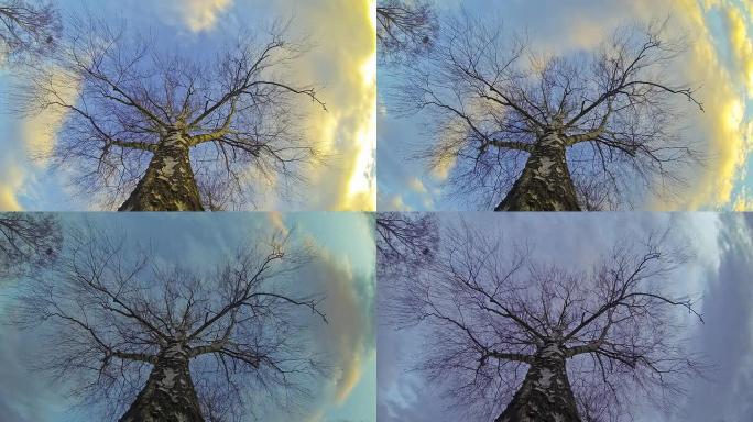 HD TIME-LAPSE:树顶对抗风暴云