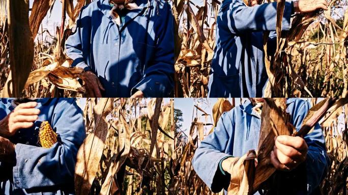 MS高级妇女收割玉米