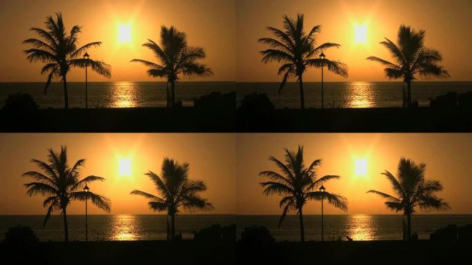 日落时的棕榈树