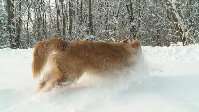 HD稳定缓慢MO：狗在深雪中爬行