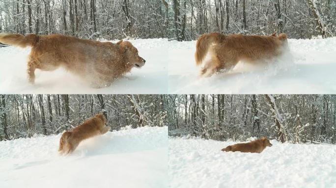 HD稳定缓慢MO：狗在深雪中爬行