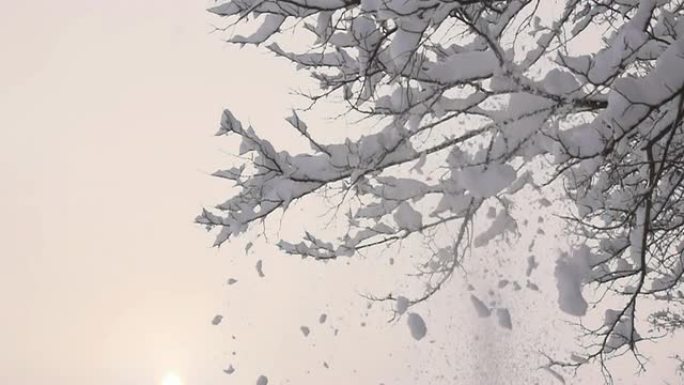 HD SUPER SLOW MO：雪从树上落下