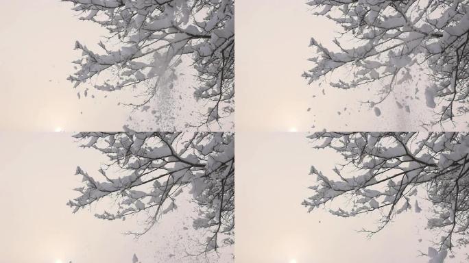 HD SUPER SLOW MO：雪从树上落下