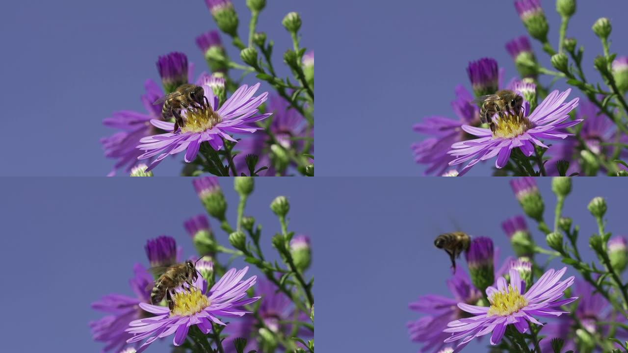慢动作：蜜蜂在花朵上飞翔