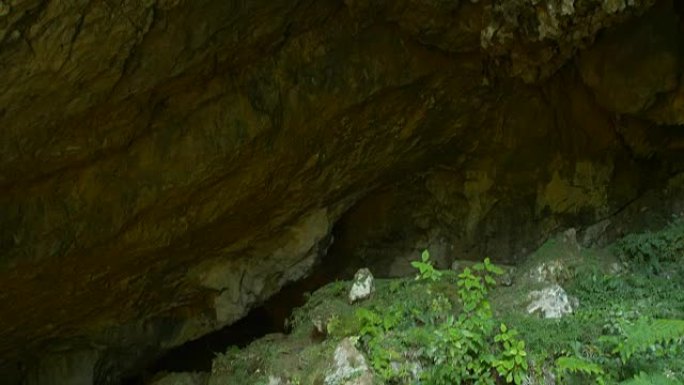 山中洞穴植物、潮湿