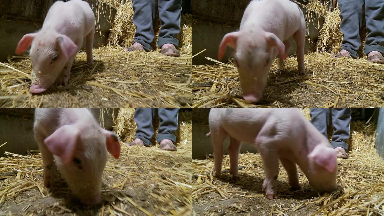 高清：农夫与小猪猪圈猪仔种猪