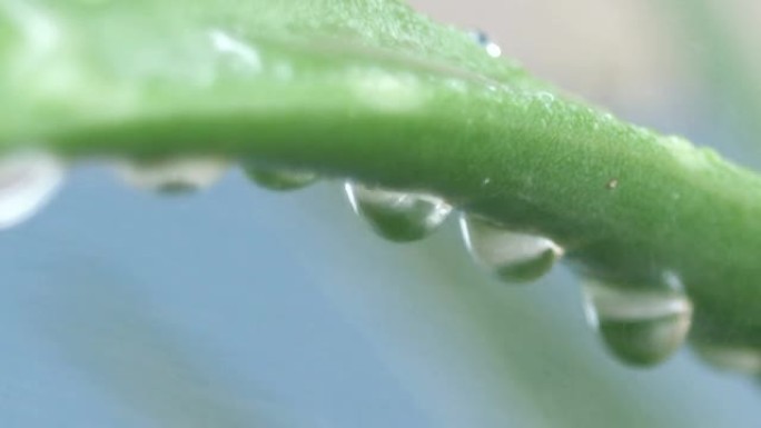 芦荟和滴剂芦荟和滴剂水滴水珠护肤化妆