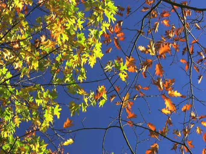 NTSC：秋天的多色树叶。