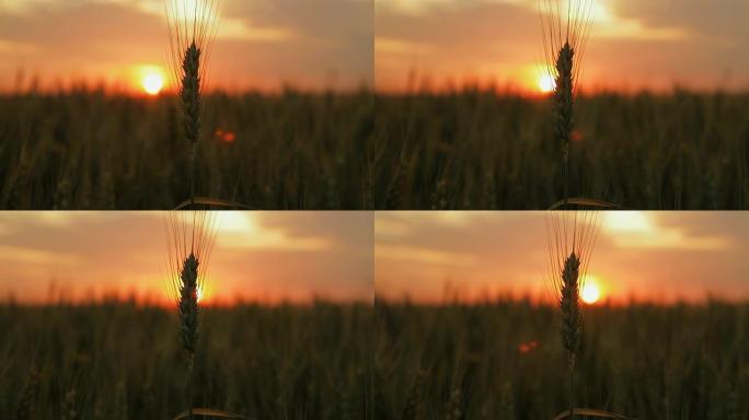 HD DOLLY：日落时的麦秆