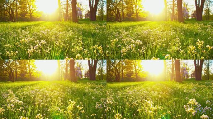 DS美丽的春天美丽的春天小草公园