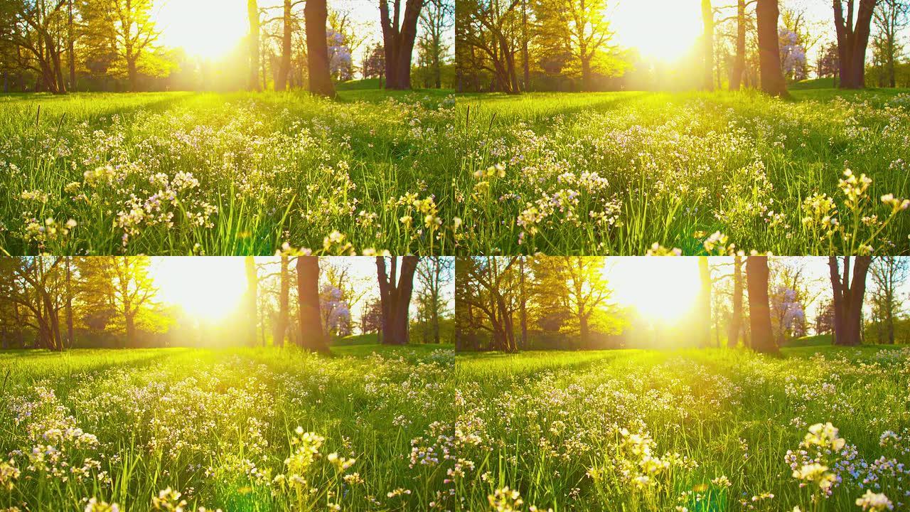 DS美丽的春天美丽的春天小草公园