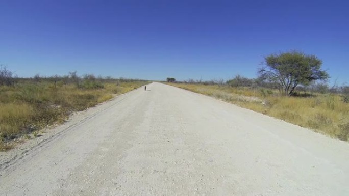 POV TS豹子在路上行走