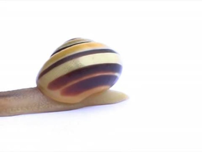 蜗牛PAL素材特写镜头陆生螺类