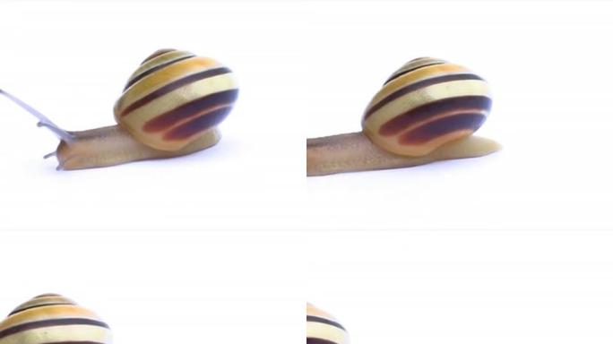 蜗牛PAL素材特写镜头陆生螺类