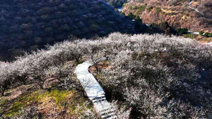 春天湖州梅园杭垓梅园梅花