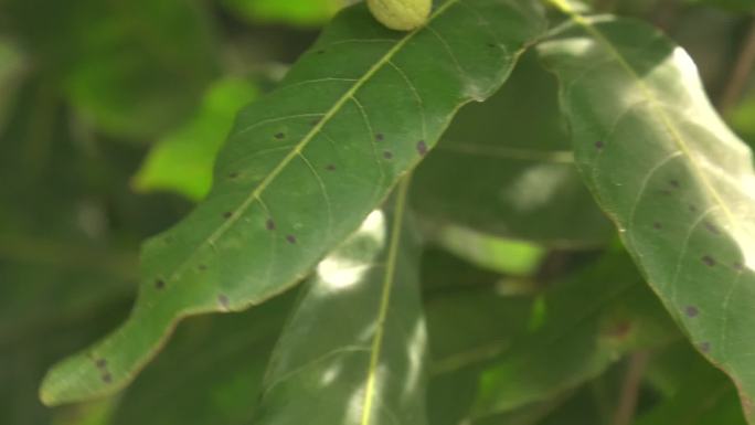 桂圆 龙眼 褐斑病 叶片病斑