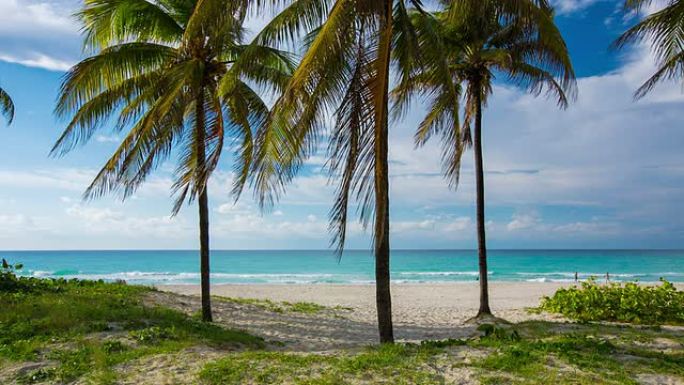 古巴巴拉德罗热带海滩上的棕榈树