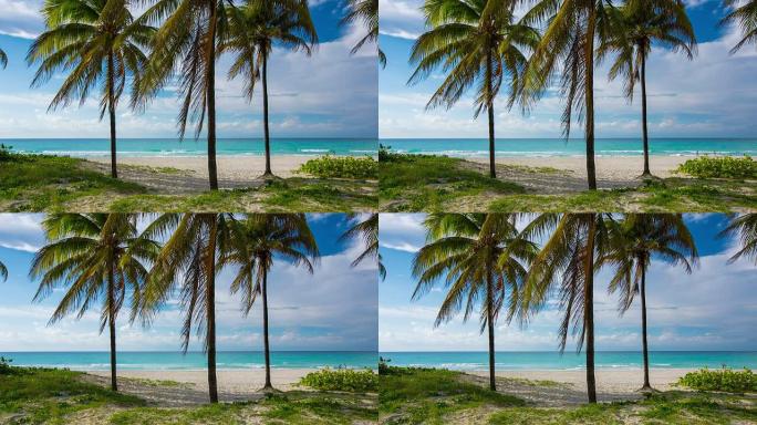古巴巴拉德罗热带海滩上的棕榈树