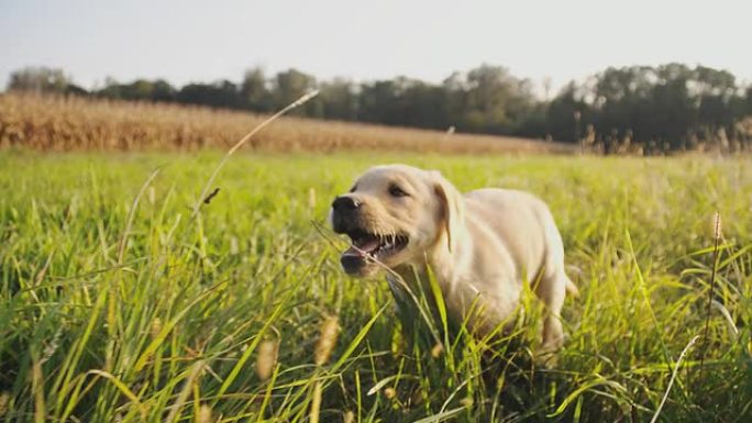 SLO MO小狗在草地上奔跑