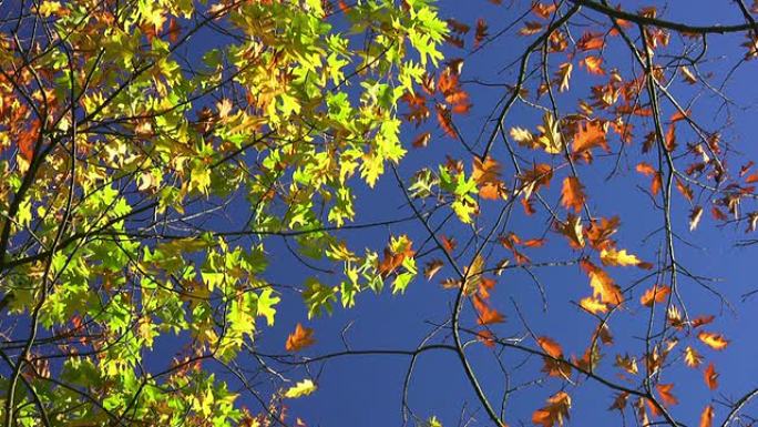 秋天的五颜六色的叶子。