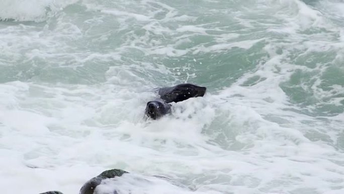 慢速运动：海豹在水中搏斗