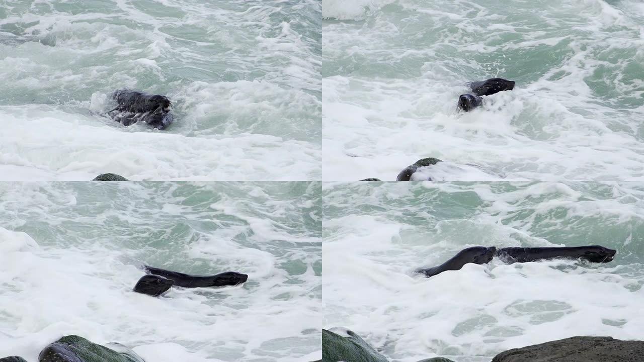 慢速运动：海豹在水中搏斗