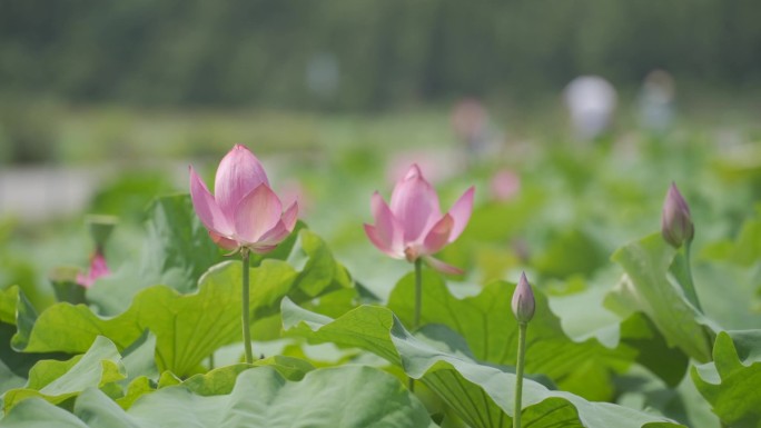 夏日荷花