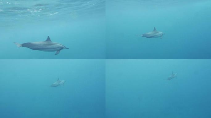海豚在海洋中游泳