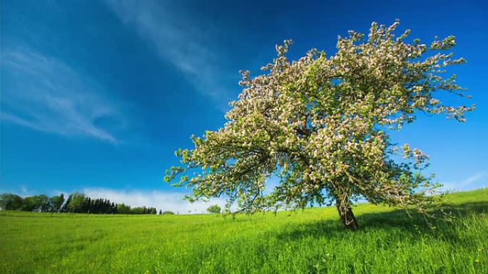 起重机下降：苹果树在草地上开花