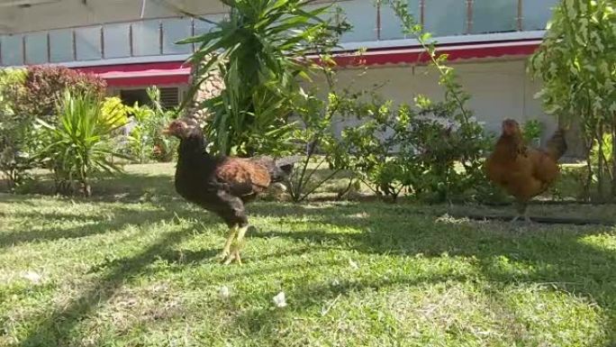 特写: 棕色母鸡在绿色的草地上漫步，在温暖的阳光下觅食。