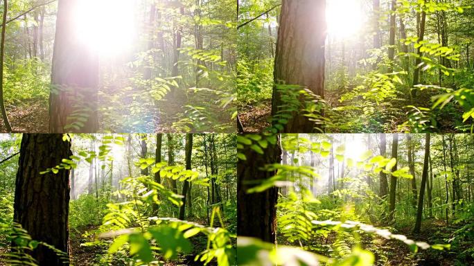 森林中的WS阳光叶缝阳光普照绿色春天夏日