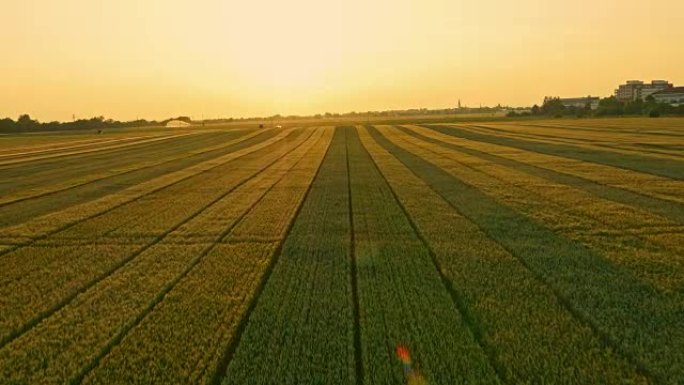 日落时的小麦田麦田小麦大麦麦粒麦穗