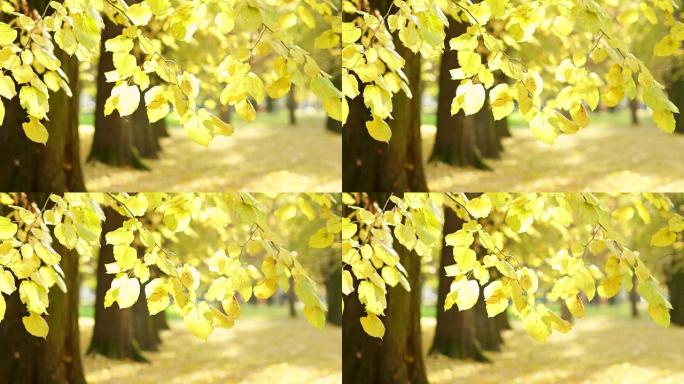 公园里的秋天秋天到了枫叶黄叶枯叶叶子黄落