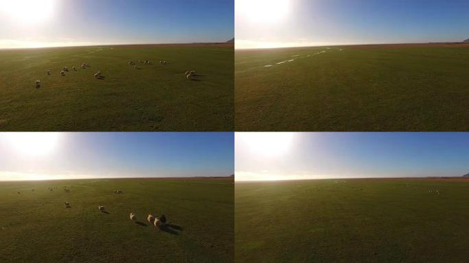 冰岛绵羊在牧场上的空中羊群