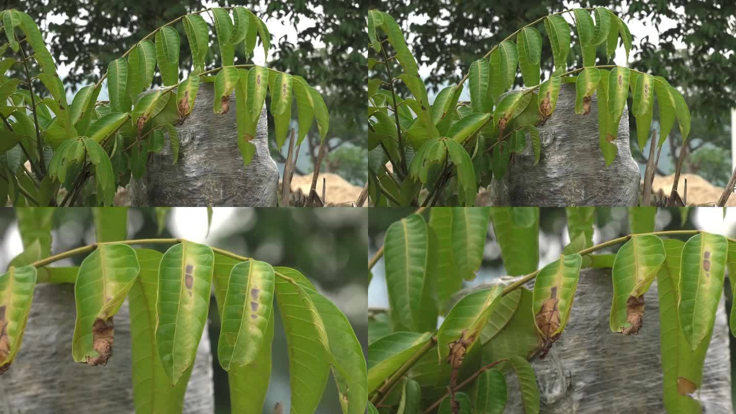 橄榄褐斑病危害叶片