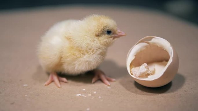 小鸭子坐在蛋壳附近，靠近。在农场从鸡蛋中孵化的幼鸟