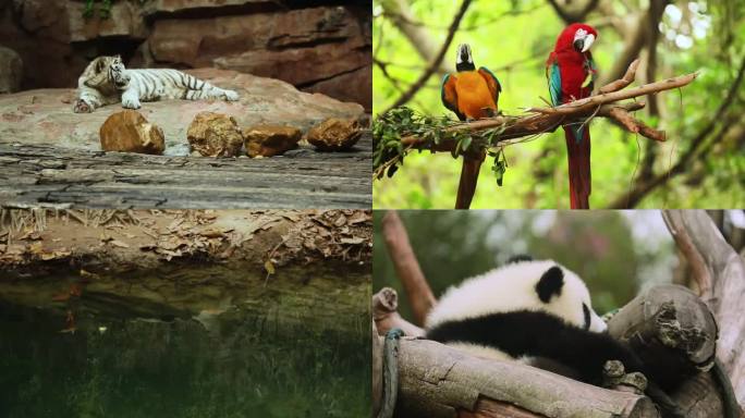 野生动物 生态平衡 自然保护区
