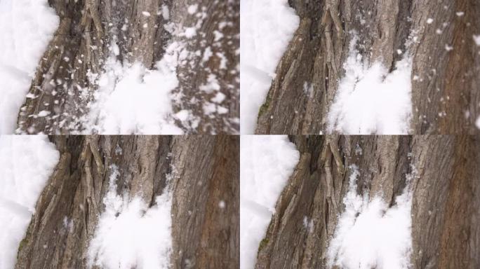 高清超级慢镜头：雪球撞树